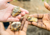 Atlantic Lithium Wins Key Ghana Approval for Ewoyaa Mine